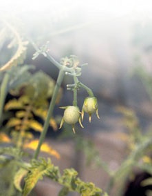 Condiții de cultivare a tomatelor și obținerea de puieți pentru terenuri deschise și sere