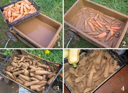 Hrănirea cu succes a legumelor cum să păstreze morcovii