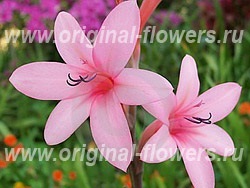 Watsonia - watsonia îngrijire, fotografie, boală, descriere