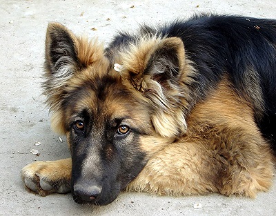 Îngrijirea ochilor de câine, câine periculos pentru cățelul câinelui, ochii apos ochii răniți ochii