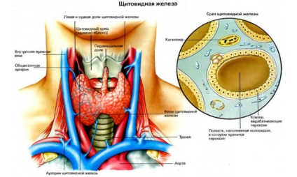 Glanda gingivală a simptomelor glandei tiroide și tratamentul bolii