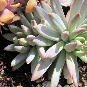 Aflați despre pahifitum și particularitățile îngrijirii plantei în grădina casei