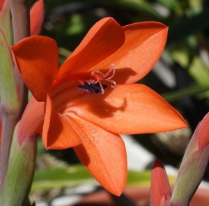 Watsonia fotografie, descriere, îngrijire, reproducere