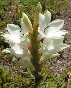 Watsonia (watsonia)