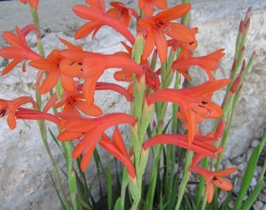 Watsonia (watsonia)