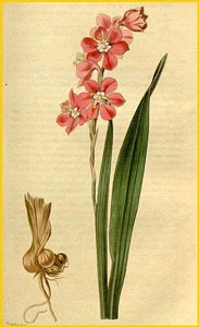 Watsonia (watsonia)