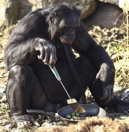 În ce maimuțe excelează oamenii, fapte interesante