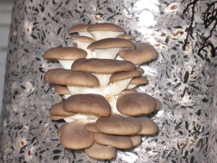Stridie pe paie - cumpara ciuperca de ciuperci de mycelium