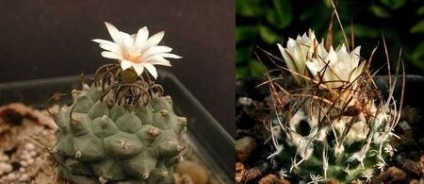 Tipuri de cactusi desert cacti, flori-blog