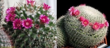 Kaktusz sivatagi kaktusz, virágos-blog