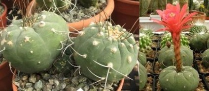 Tipuri de cactusi desert cacti, flori-blog