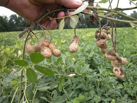 Cultivarea și producția de arahide