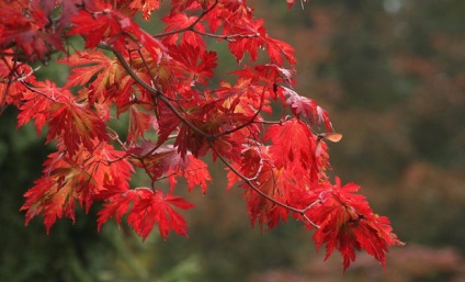 Cultivarea arțar japonez de aterizare, îngrijire, reproducere, fotografie, video