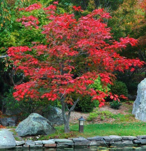 Cultivarea arțar japonez de aterizare, îngrijire, reproducere, fotografie, video