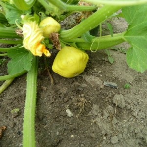 Növekvő squash - kert gond nélkül