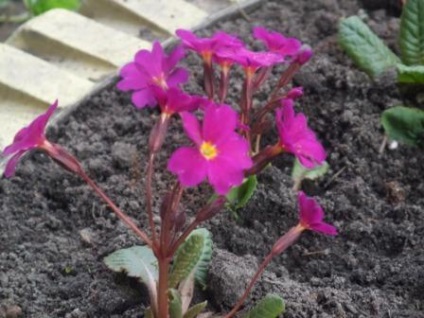 Cultivarea primrosei, secrete de țară