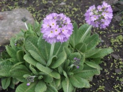 Cultivarea primrosei, secrete de țară