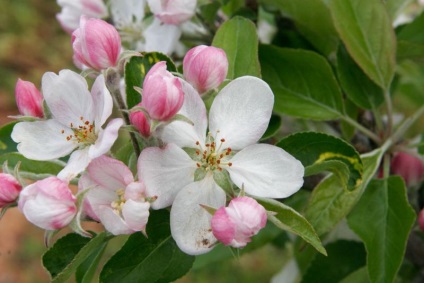 Cultivarea merelor paradisului - plantarea și îngrijirea mărului