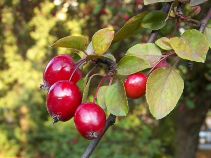 Paradicsom növekvő alma - ültetés és gondozása Malus Prunifolia