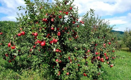 Paradicsom növekvő alma - ültetés és gondozása Malus Prunifolia