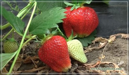 Cultivarea plantelor sălbatice de căpșuni masculi și femele, un loc despre o grădină, o reședință de vară și plante de apartament