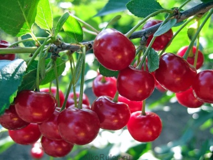 Cherry tincture pe rețete de vodcă, alcool sau lună