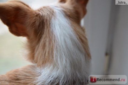 Vitaminok sherstevit Ásvány-vitamin etetés kutyák és macskák - „egy finom, hasznos és gyapjú