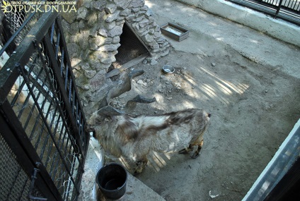 Vizita la grădina zoologică Dokuchaevsky, odihnă fără intermediari