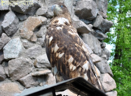 Vizita la grădina zoologică Dokuchaevsky, odihnă fără intermediari