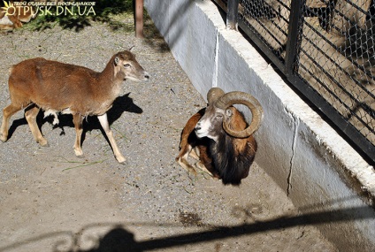 Vizita la grădina zoologică Dokuchaevsky, odihnă fără intermediari