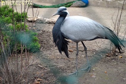 Vizita la grădina zoologică Dokuchaevsky, odihnă fără intermediari