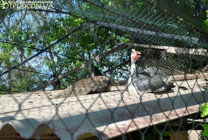 Vizita la grădina zoologică Dokuchaevsky, odihnă fără intermediari