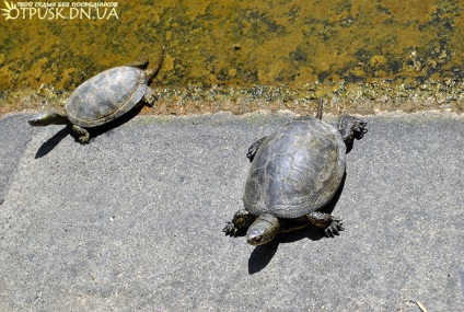 Vizita la grădina zoologică Dokuchaevsky, odihnă fără intermediari