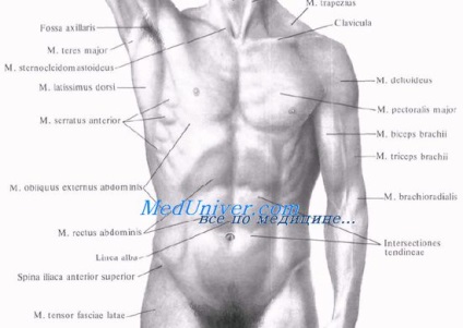 Puncte de referință externe ale abdomenului