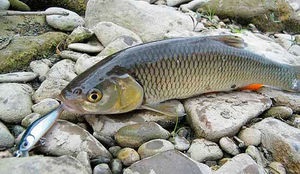 Lures rabló (rabló) a pergetett halászati ​​csalik leírását és jellemzőit, video