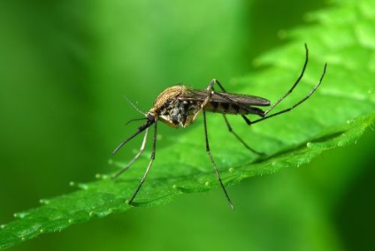 Totul despre țânțari și cum să se ocupe de acestea 1