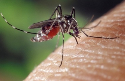 Mindent a szúnyogok, és hogyan kell harcolni velük