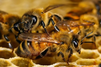 Totul despre speciile de albine, structura, biologie (foto)