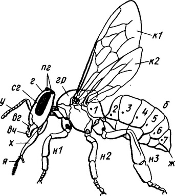 Totul despre speciile de albine, structura, biologie (foto)