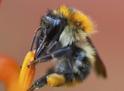 Totul despre speciile de albine, structura, biologie (foto)