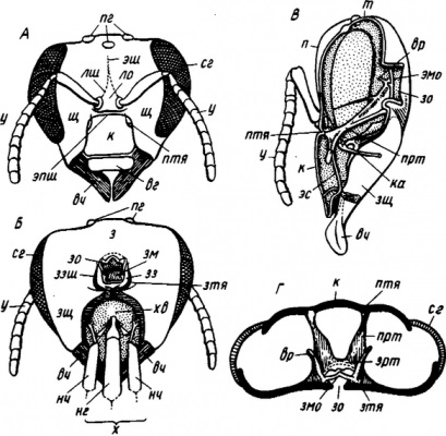 Totul despre speciile de albine, structura, biologie (foto)