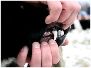 Dentiții inserați și un câine, cum să supraviețuiască în situații sălbatice și extreme