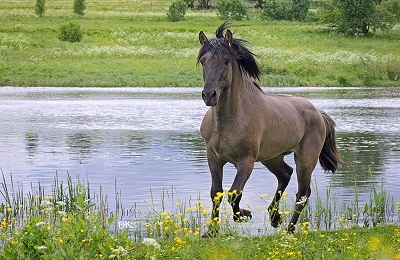Vyatka caracterizarea calului și istoria rasei