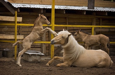 Vyatka caracterizarea calului și istoria rasei