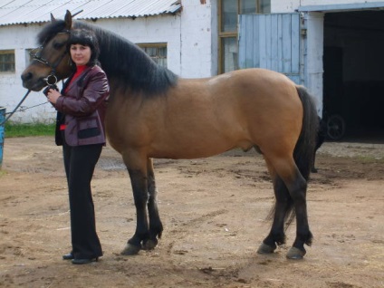 Vyatskaya rasa de cai istorie, fotografie și descriere