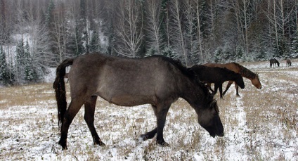 Vyatskaya rasa de cai descriere, caracteristici, fotografie