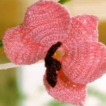 Плетени цветя плетене на една кука върба, женски хоби