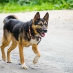 Hannah este un câine pe care trebuie să-l vezi cu ochii tăi! Fundația pentru protecția animalelor