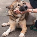 Hanna - egy kutya, hogy szeretné látni a saját szemével! zoozaschita Alap