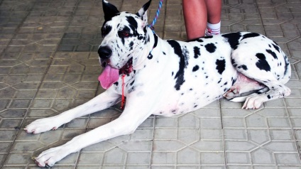 Husky és hatalmas kutyák a kutyakiállításon Taskent